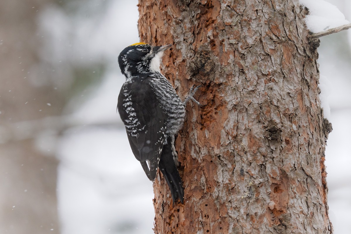 American Three-toed Woodpecker - ML649156464