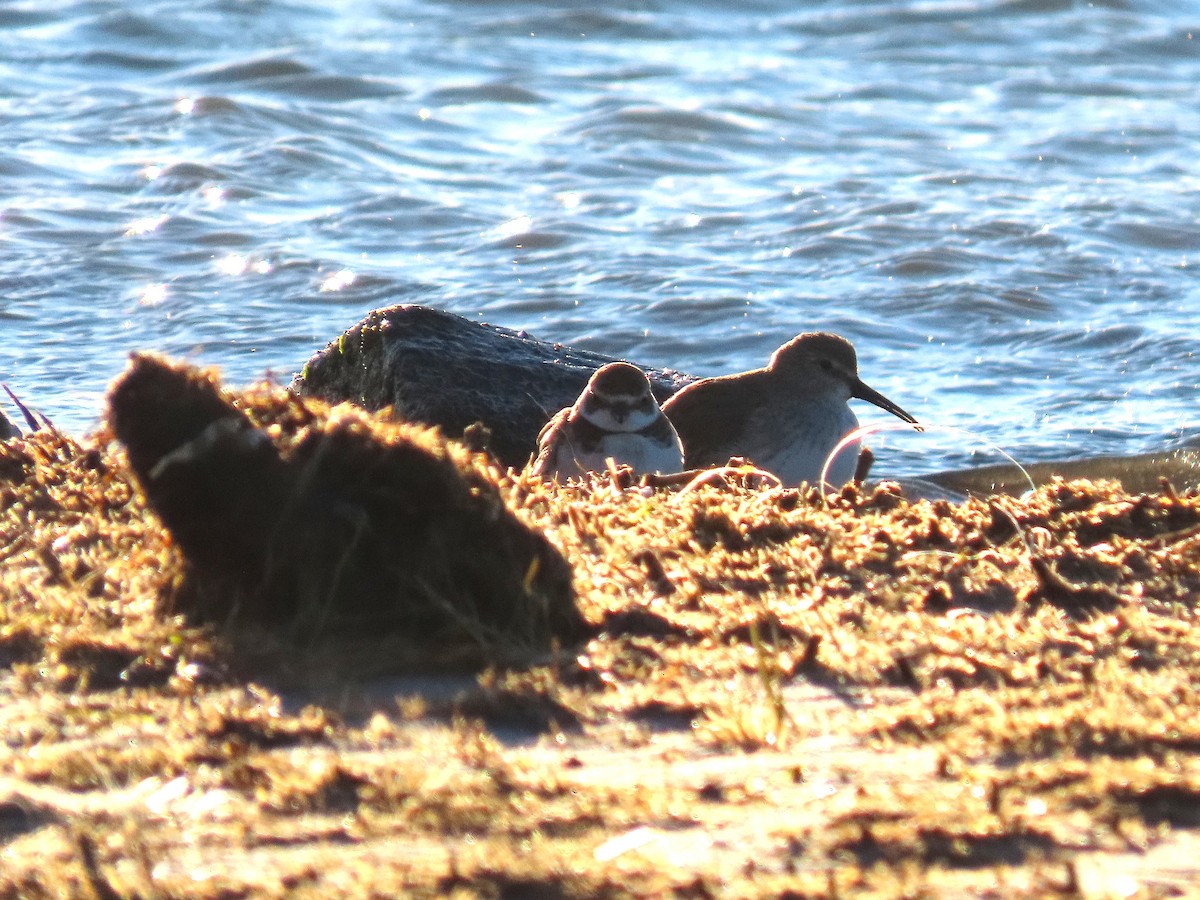 Semipalmated Plover - ML649156465