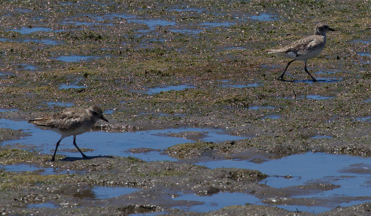 Black-bellied Plover - ML649156466