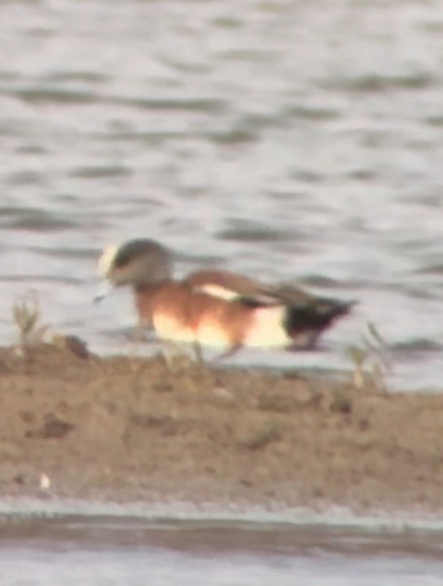 American Wigeon - ML649156467