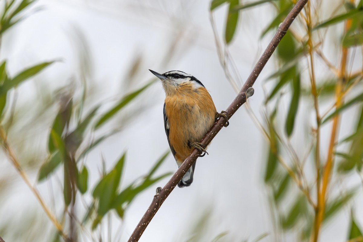 Red-breasted Nuthatch - ML649156470