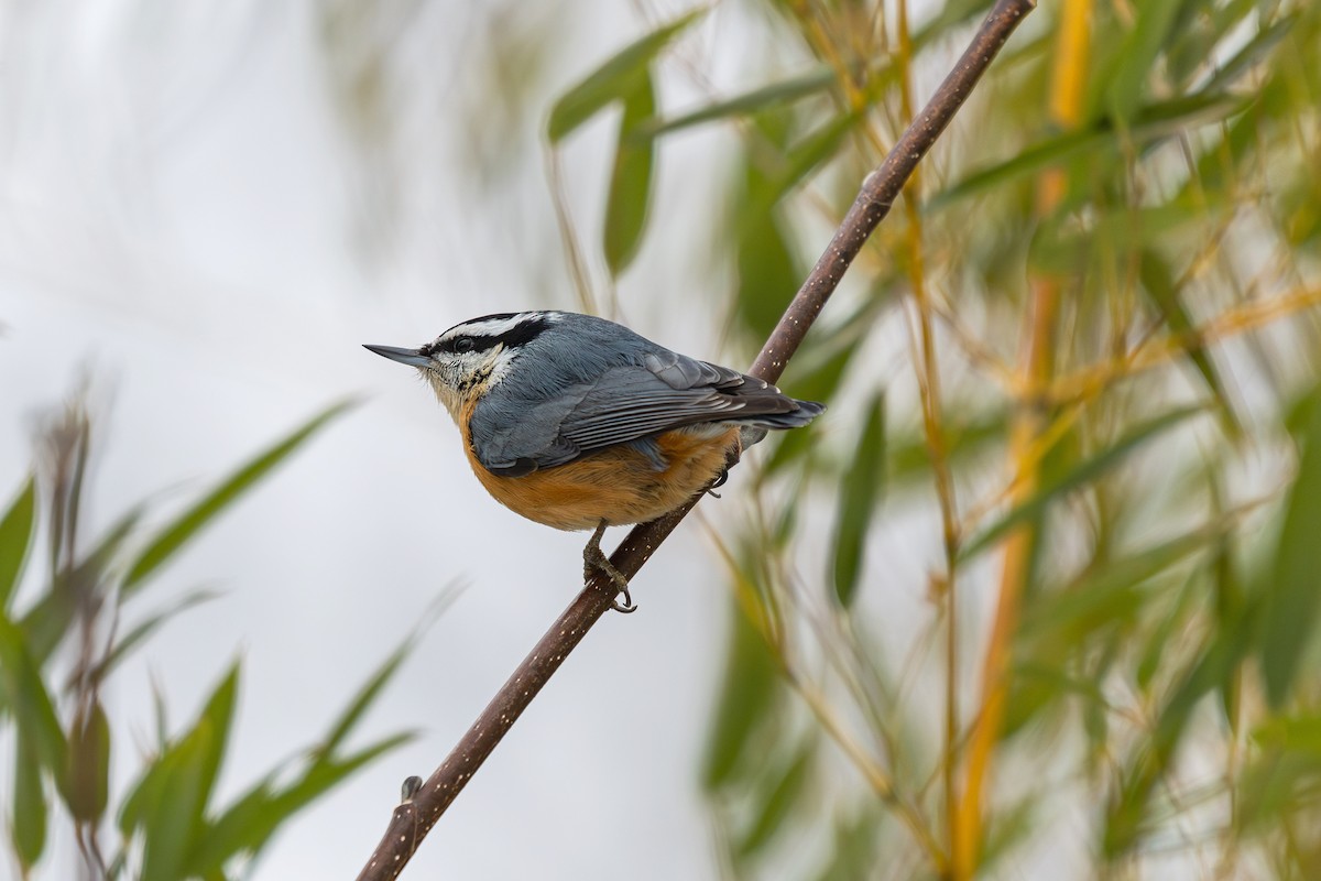 Red-breasted Nuthatch - ML649156471
