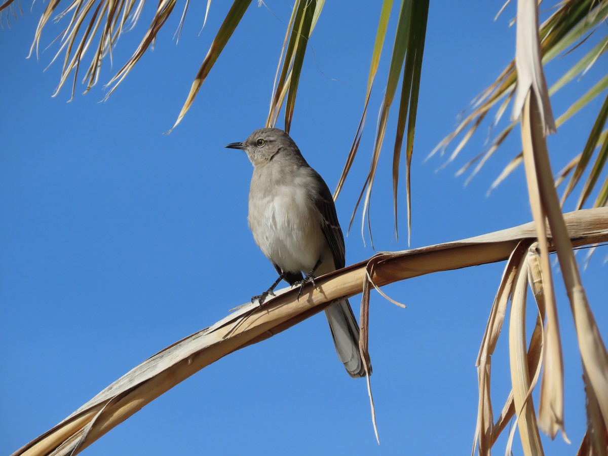 Northern Mockingbird - ML649156472