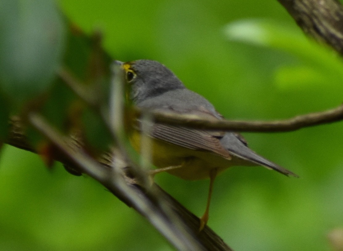 Canada Warbler - ML649156473