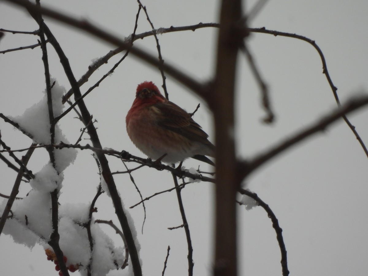 Purple Finch - ML649156474