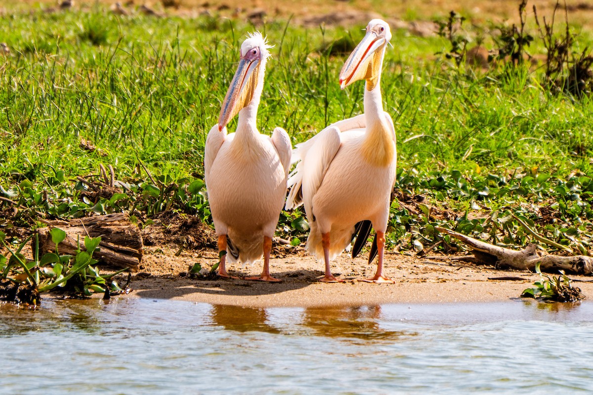 Great White Pelican - ML649156477