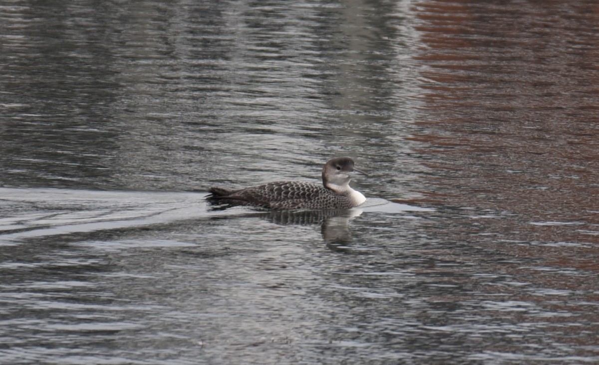 Common Loon - ML649156478