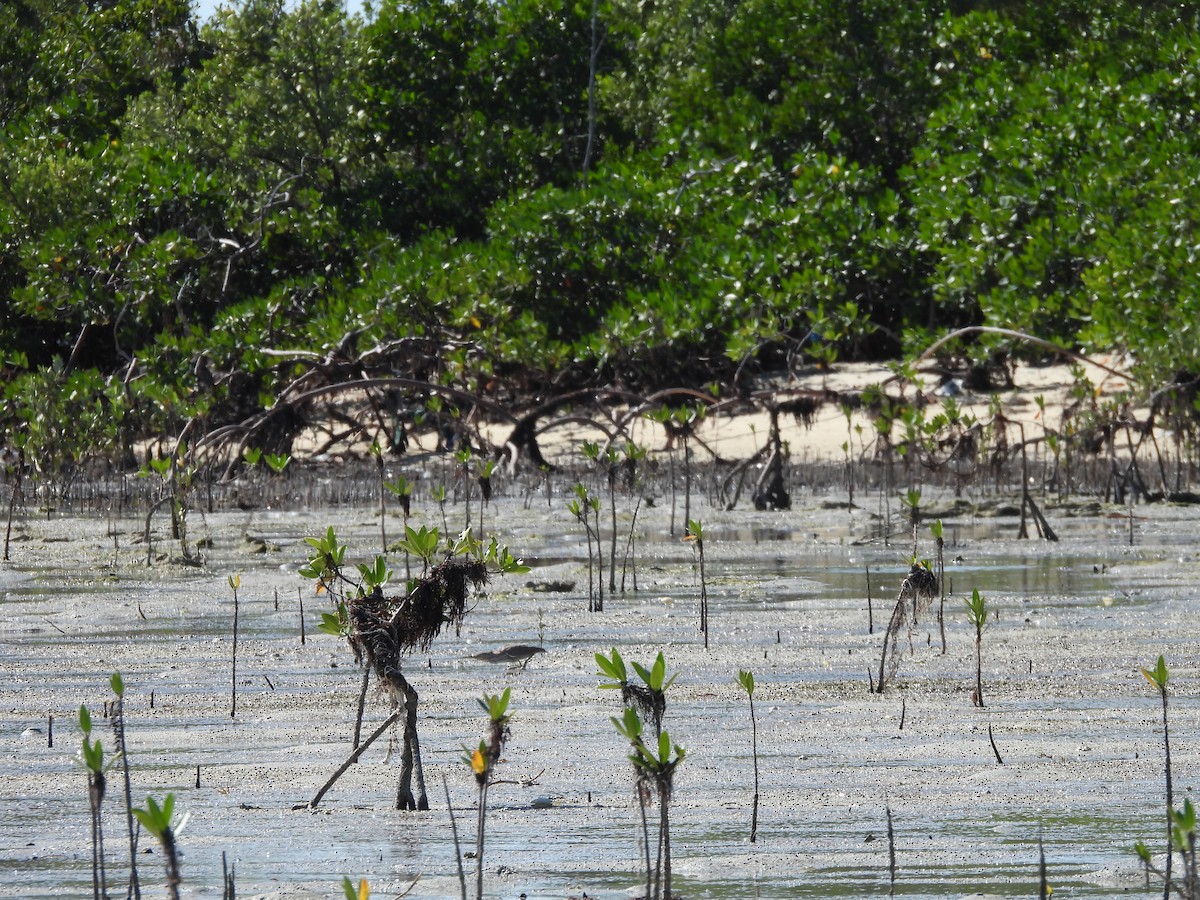 Green Heron - ML649156479