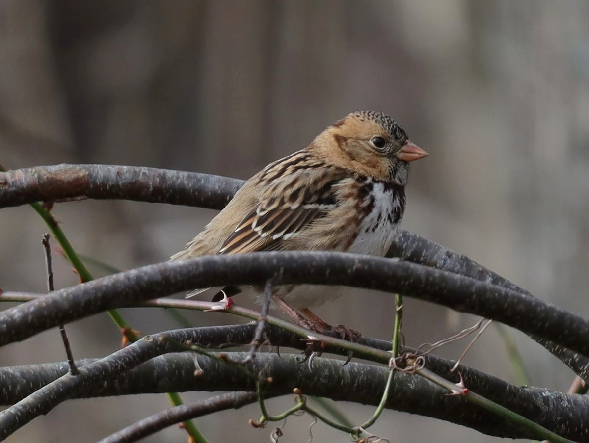 Harris's Sparrow - ML649156484