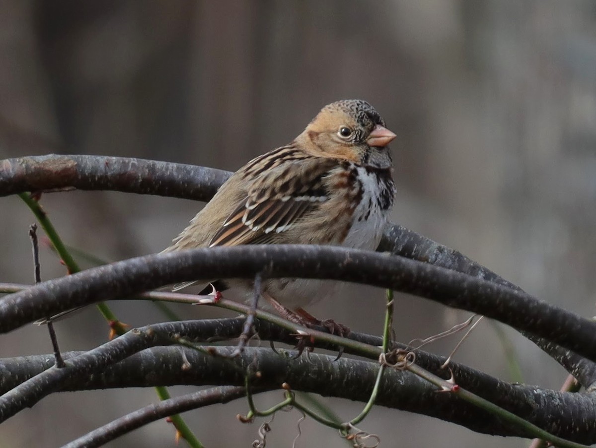 Harris's Sparrow - ML649156485