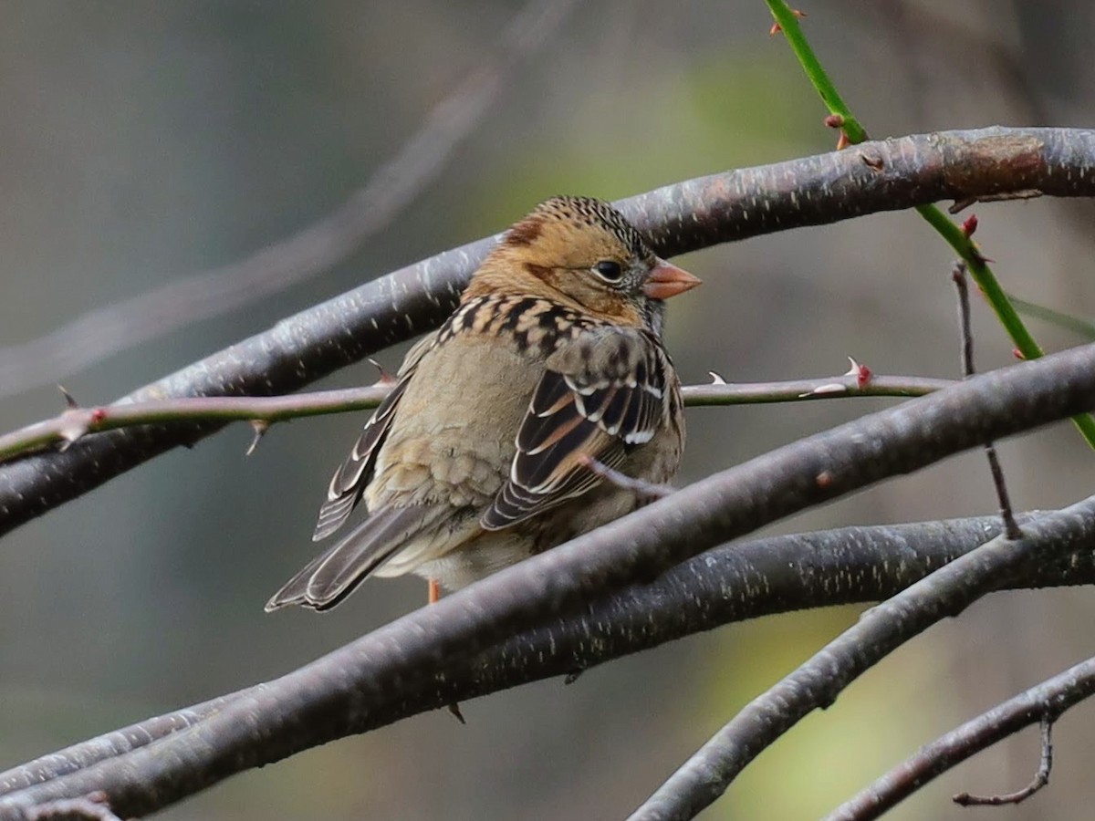 Harris's Sparrow - ML649156486