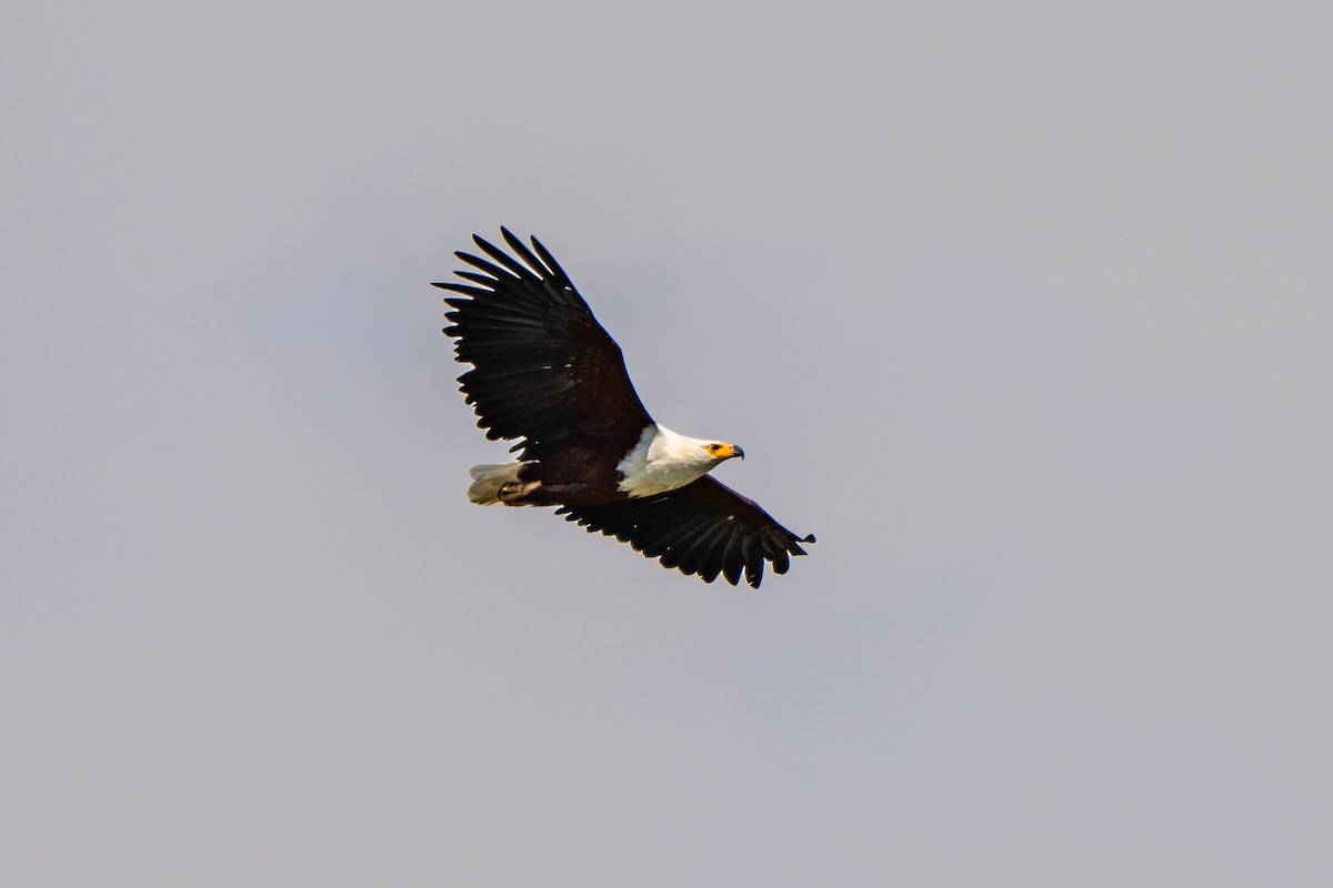 African Fish-Eagle - ML649156487