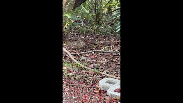 Дроздовый певун - ML649156529