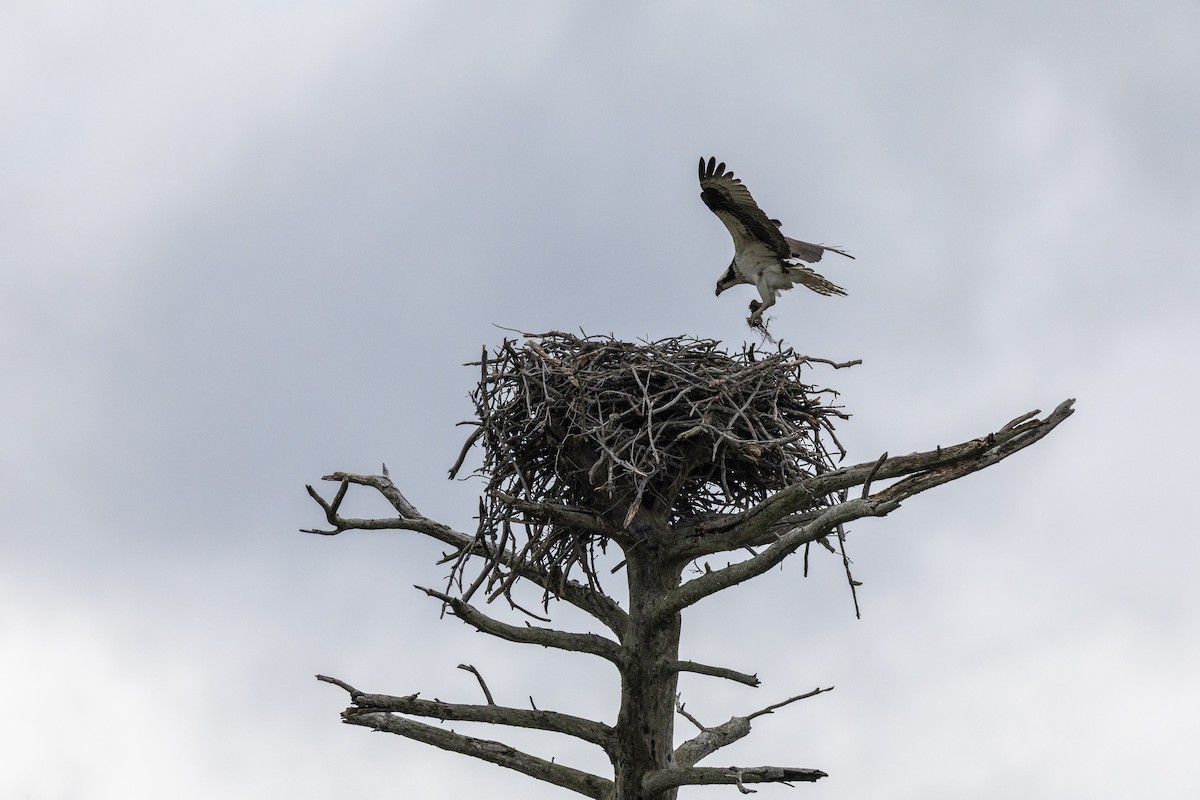 Osprey - ML649156924