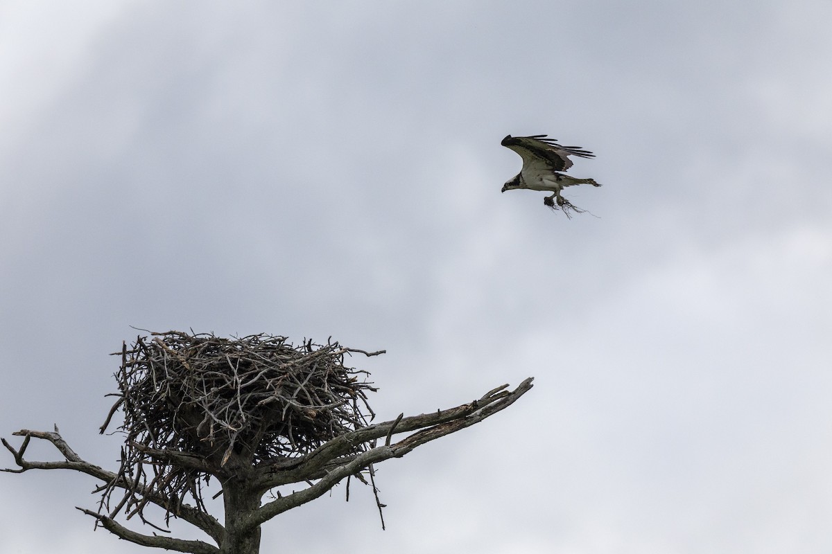 Osprey - ML649156925