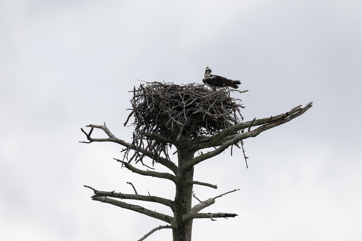 Osprey - ML649156926