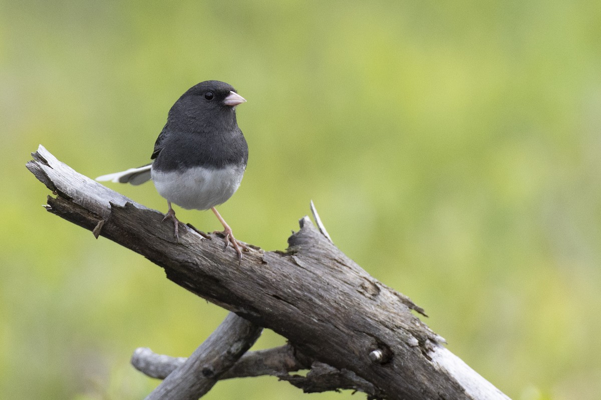 Dark-eyed Junco (Slate-colored) - ML649156958