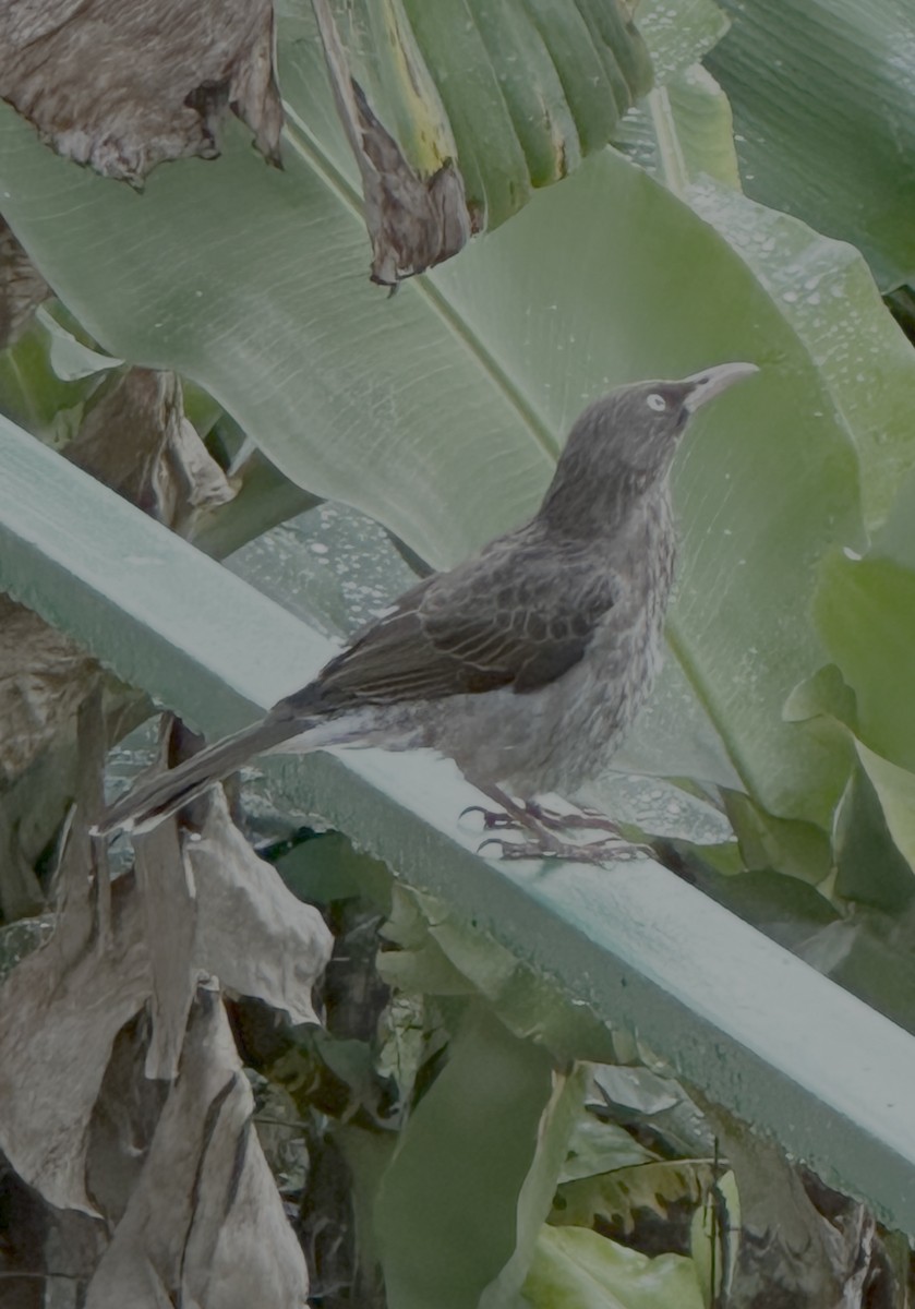 Pearly-eyed Thrasher - ML649156964