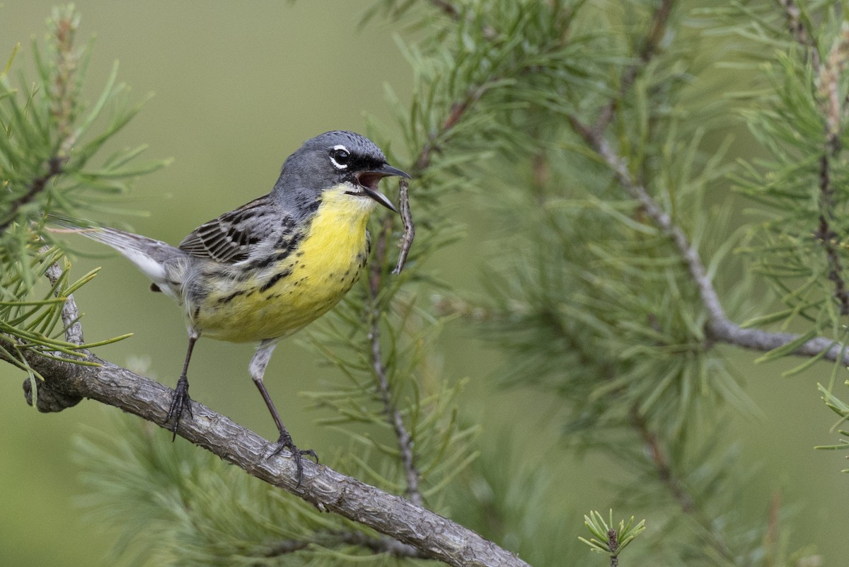 Kirtland's Warbler - ML649156984