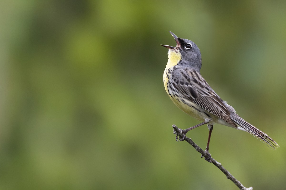 Kirtland's Warbler - ML649156985