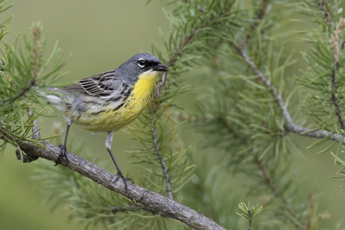 Kirtland's Warbler - ML649156986