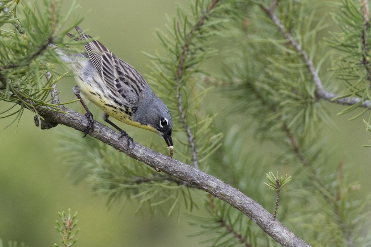 Kirtland's Warbler - ML649156987