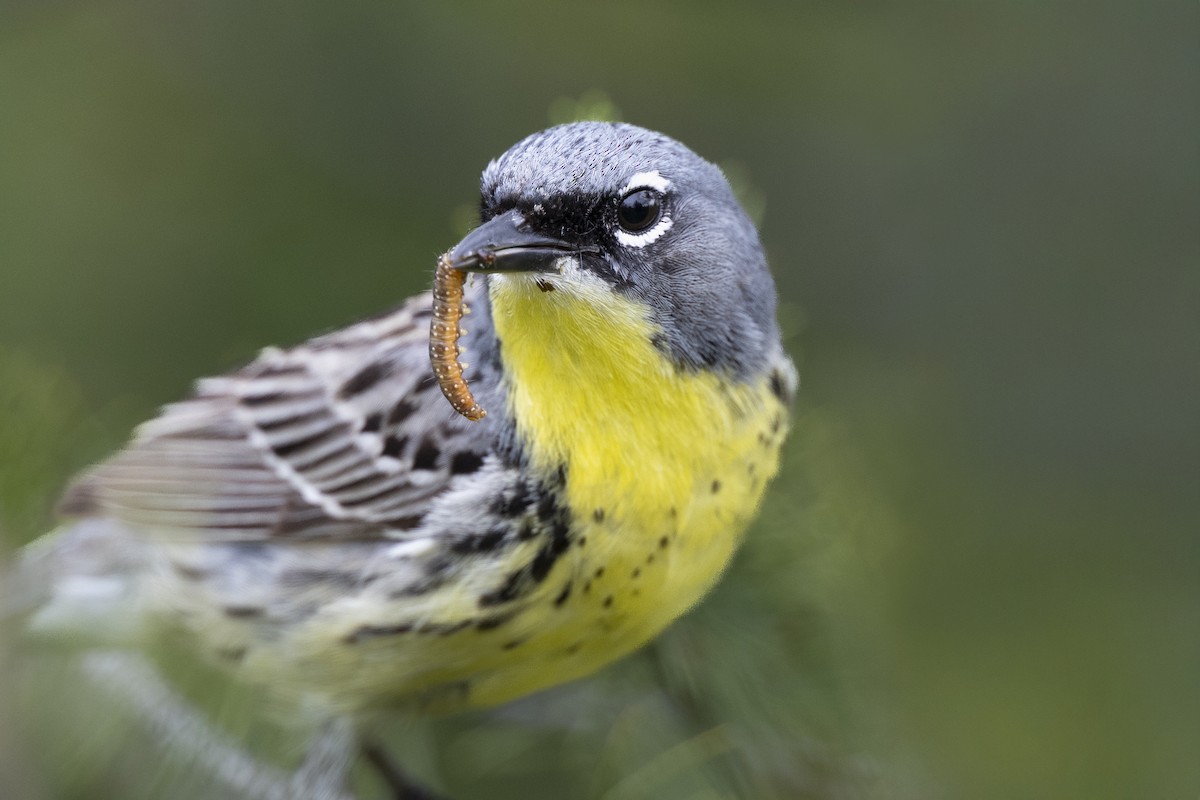 Kirtland's Warbler - ML649156988