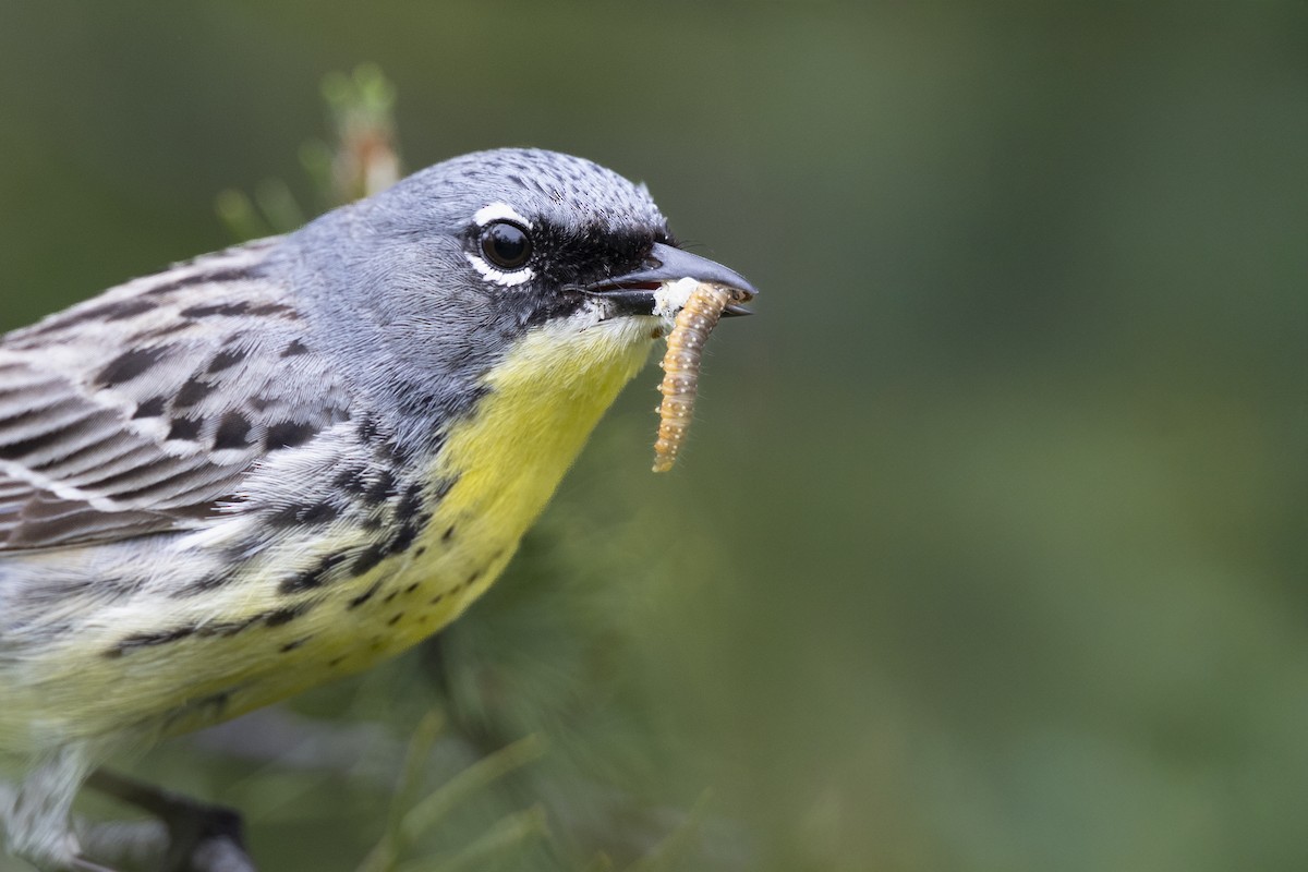 Kirtland's Warbler - ML649156989