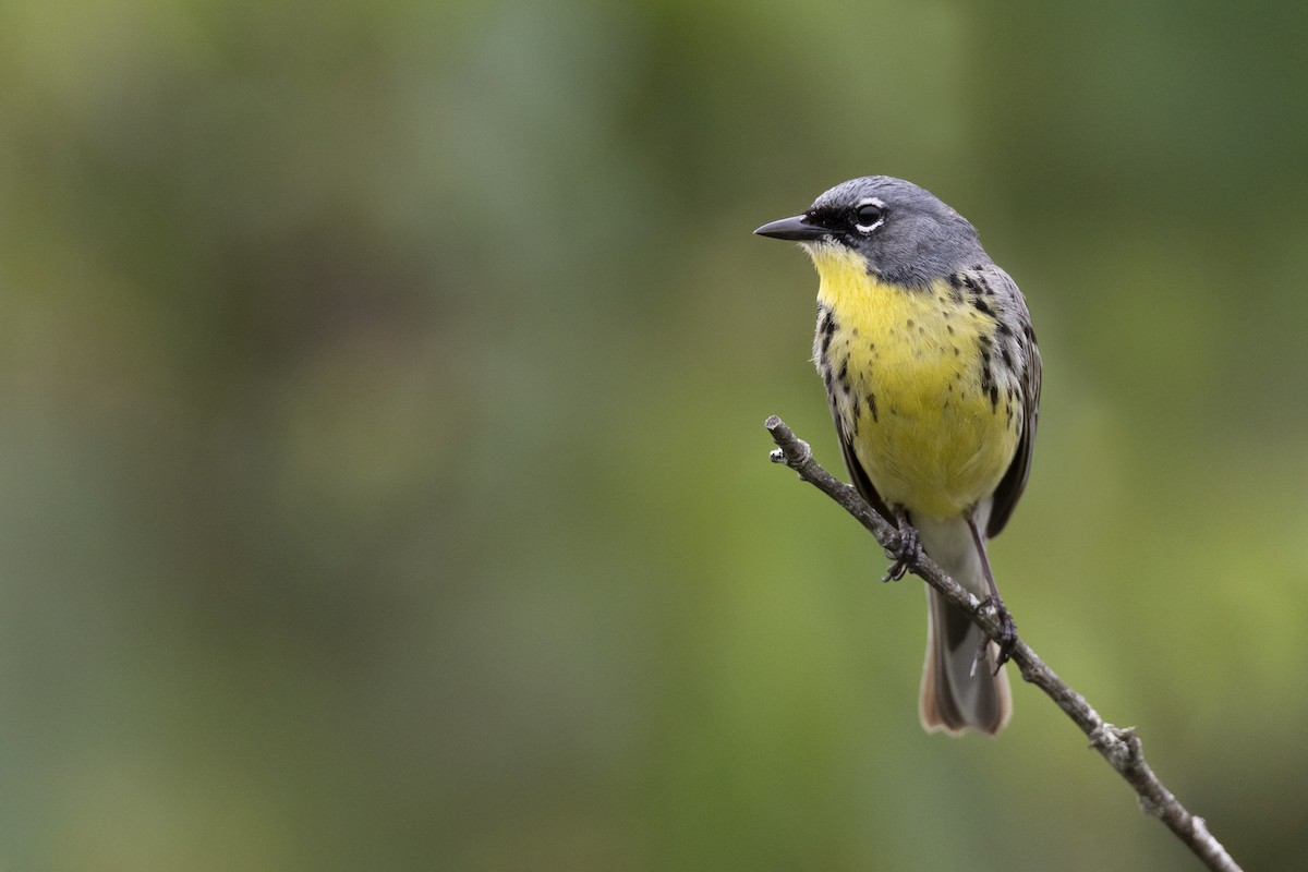 Kirtland's Warbler - ML649156990