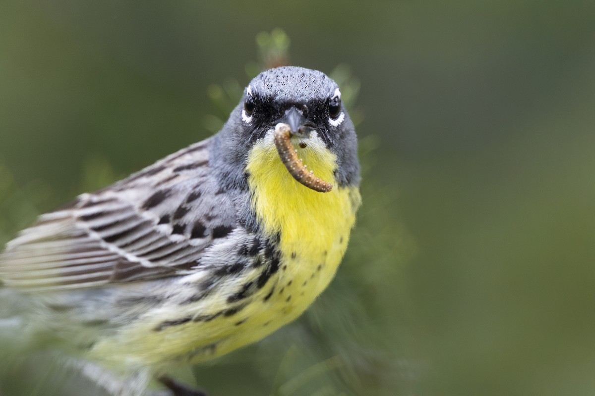 Kirtland's Warbler - ML649156991