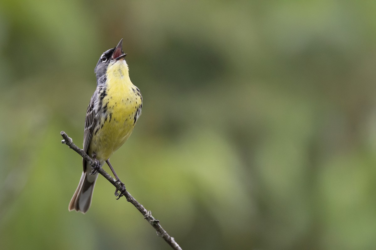 Kirtland's Warbler - ML649156992
