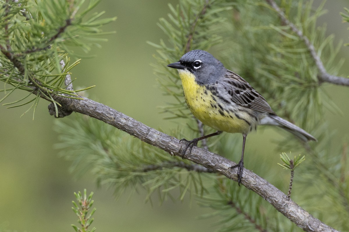Kirtland's Warbler - ML649156993