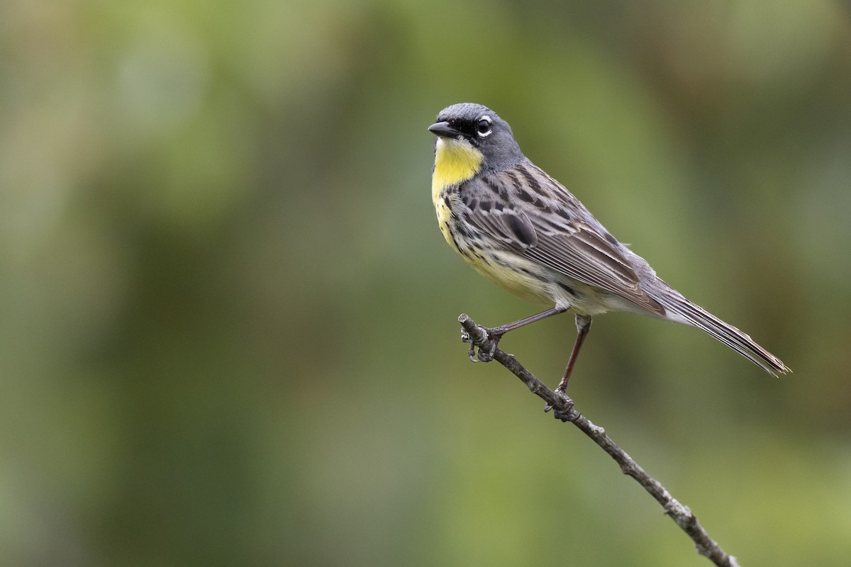 Kirtland's Warbler - ML649156994