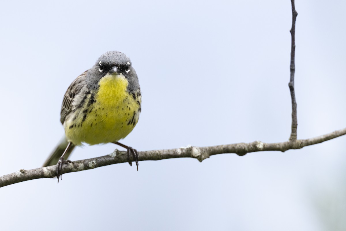 Kirtland's Warbler - ML649156996