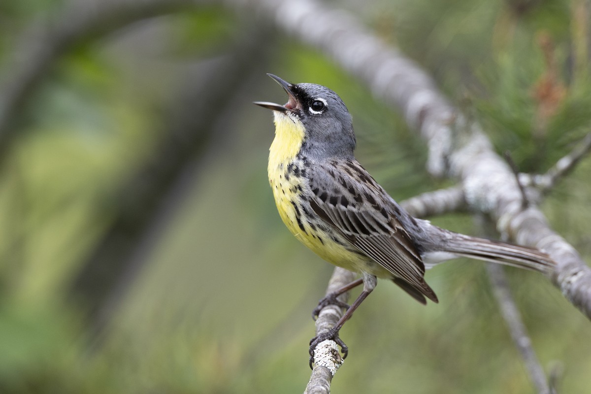 Kirtland's Warbler - ML649156997