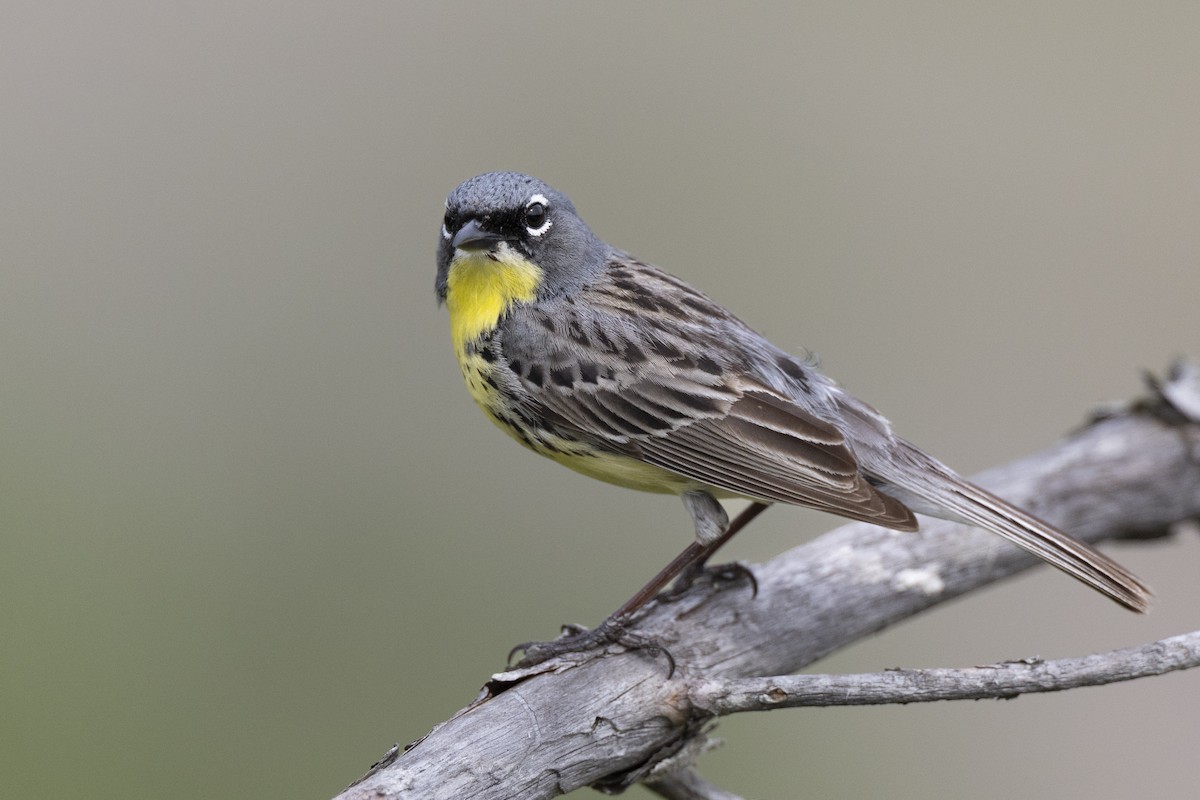Kirtland's Warbler - ML649156998