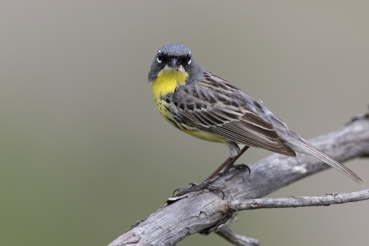 Kirtland's Warbler - ML649156999