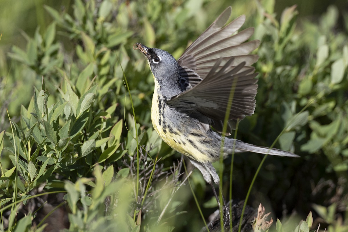 Kirtland's Warbler - ML649157000