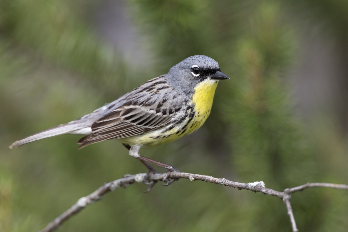 Kirtland's Warbler - ML649157002