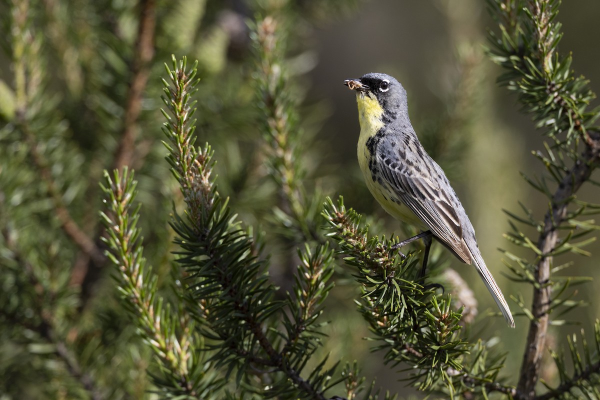 Kirtland's Warbler - ML649157003