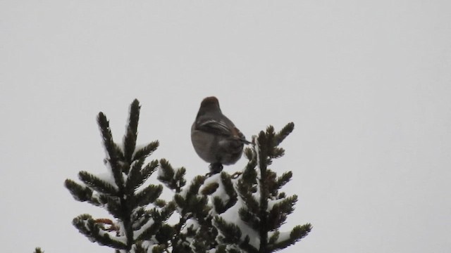 Щур (leucura) - ML649158044