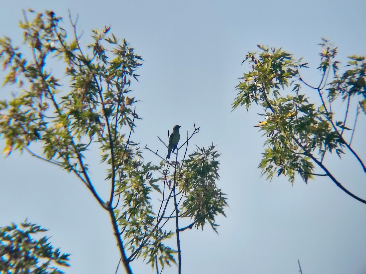 Scarlet Tanager - ML649158068