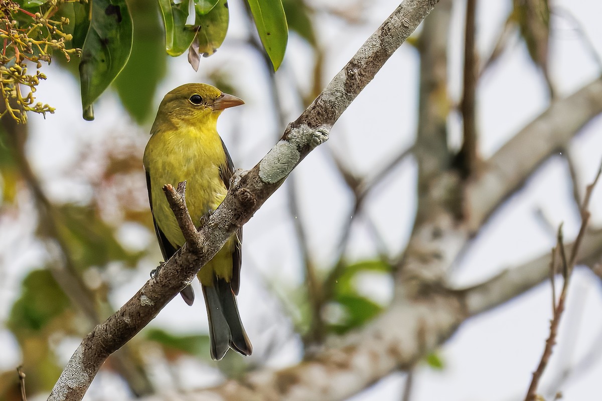 Scarlet Tanager - ML649158149