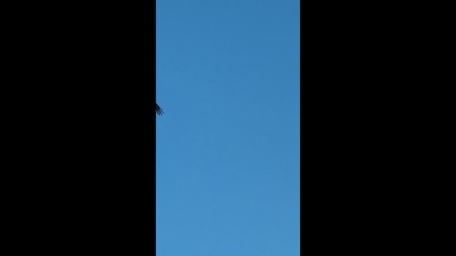 Белоголовый орлан - ML649158264