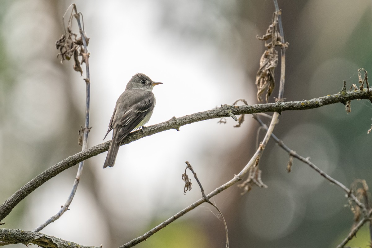 Eastern Wood-Pewee - ML649158280