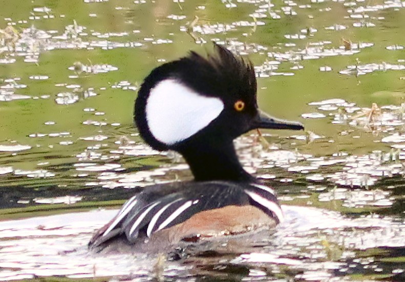 Kappensäger - ML649158370