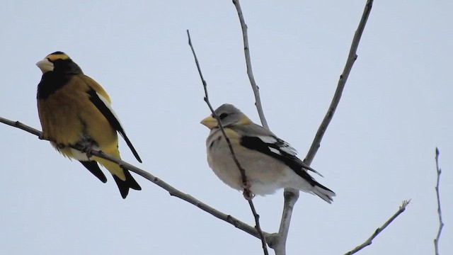 Вечерний дубонос (type 3) - ML649158401