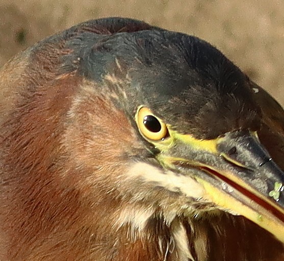 Grünreiher - ML649158408