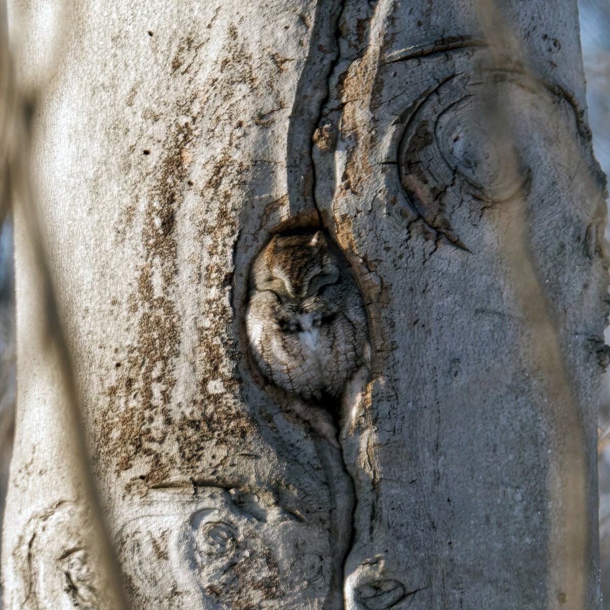 Eastern Screech-Owl - ML649159140