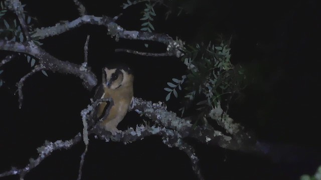 Масковый сыч - ML649159206